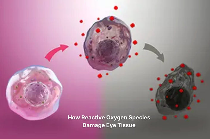 How Reactive Oxygen Species Damage Eye Tissue